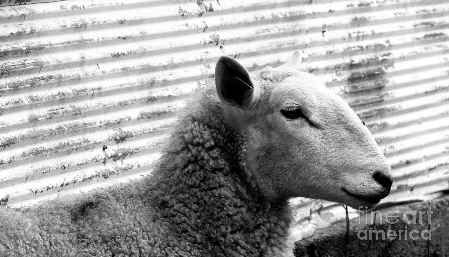 Sheep Photograph - Ready For Close Up by Tina M Wenger