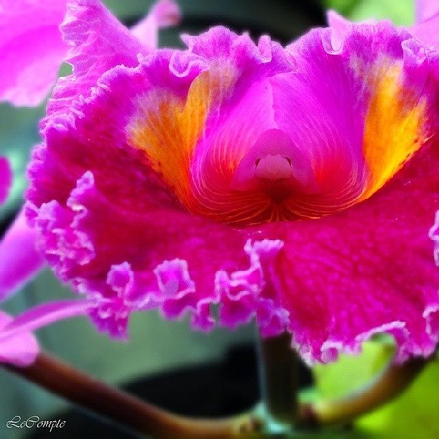 Flower Photograph - Ready For Her Close Up #orchids by Terry Lynn Lecompte