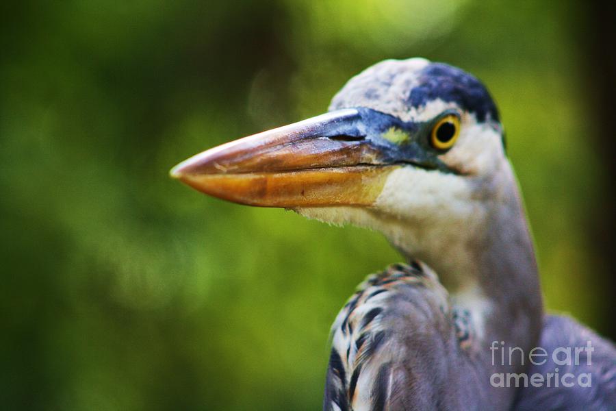 Heron Photograph - Ready For My Close Up by Chuck Hicks