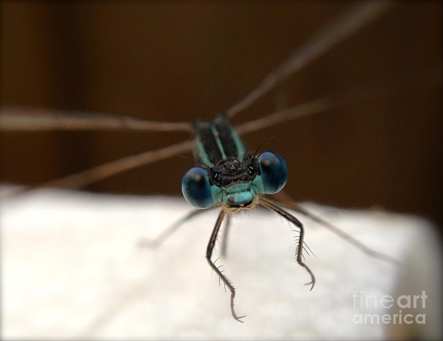 Dragonfly Photograph - Ready For Take Off by Gaby Tench Dragonfly Photograph - Ready For Take Off by Gaby Tench