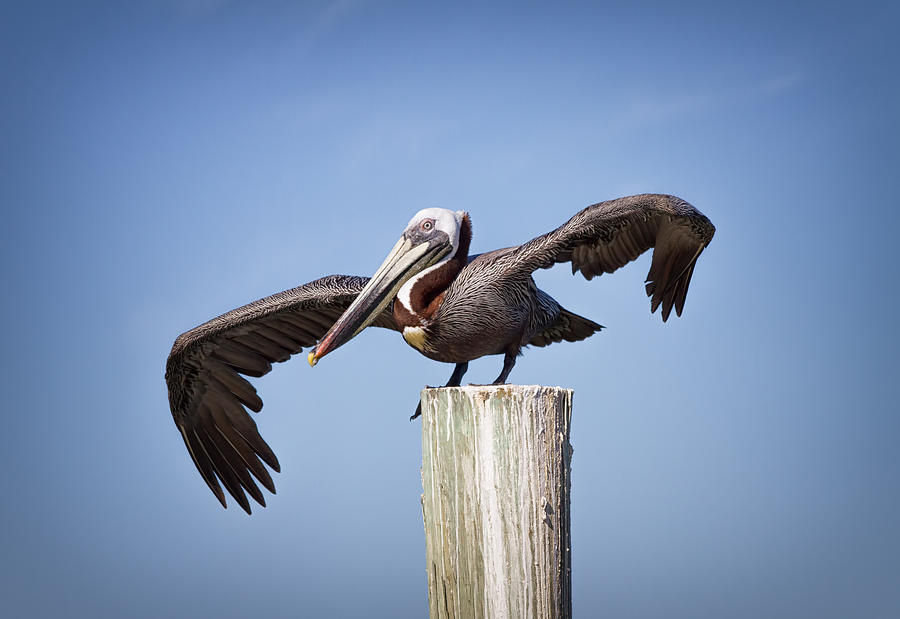 Pelican Ready for Take Off Photograph by Kim Hojnacki
