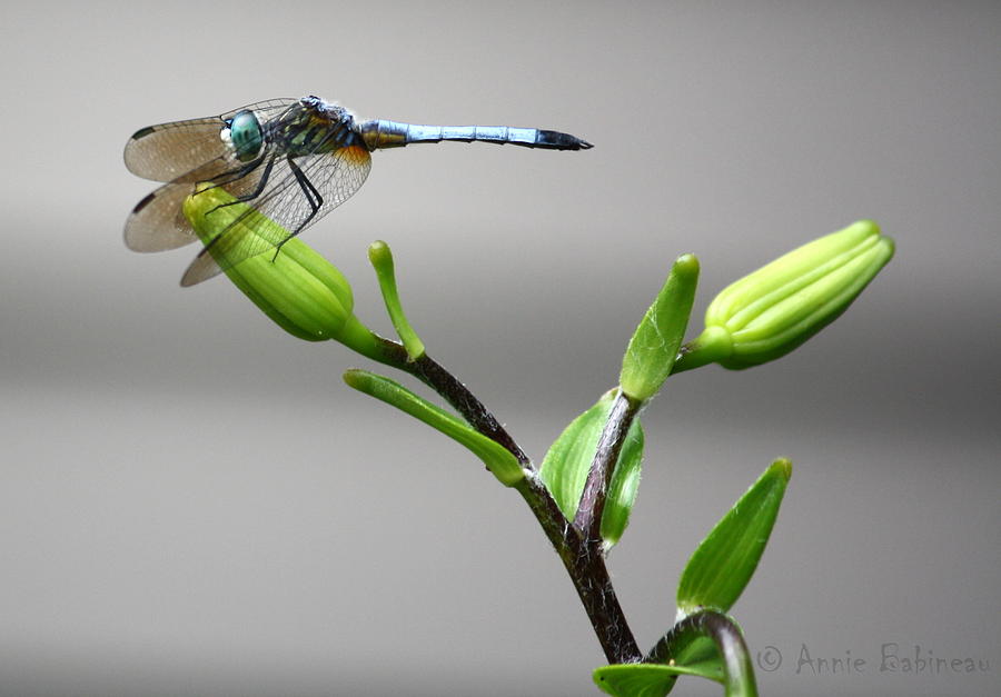 Lily Photograph - Ready For Takeoff by Annie Babineau