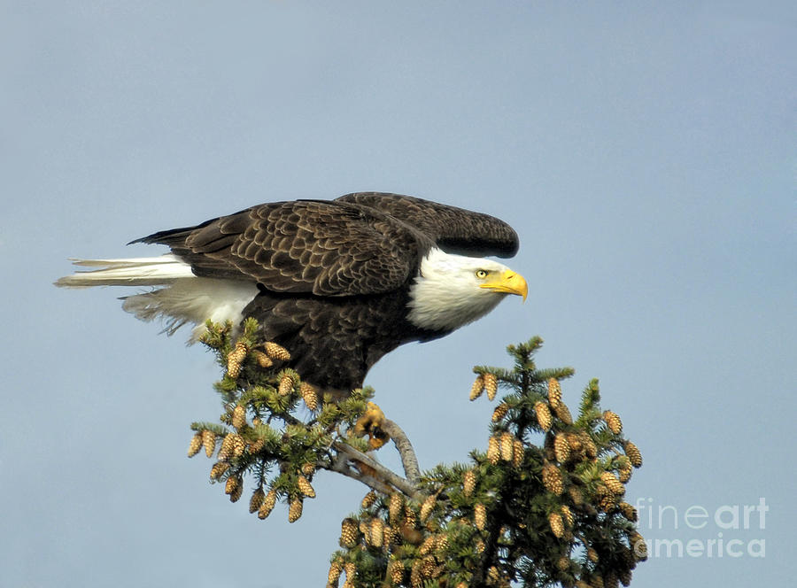 Eagle Photograph - Ready for Takeoff by Claudia Kuhn