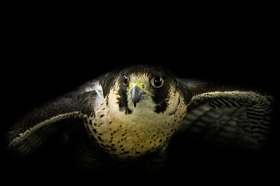 Falcon Photograph - Ready for the hunt by Bill Wakeley