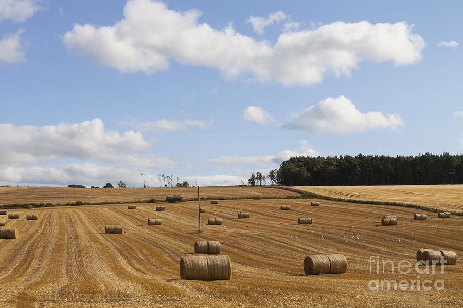 Ready for Winter Photograph by Diane Macdonald Ready for Winter Photograph by Diane Macdonald
