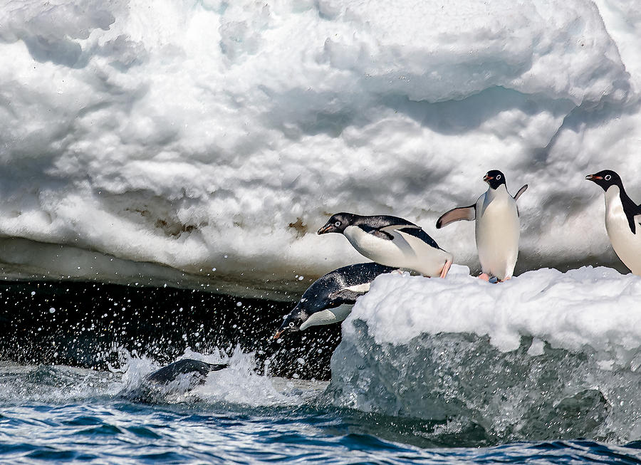 Penguin Photograph - Ready, Jump by Siyu And Wei