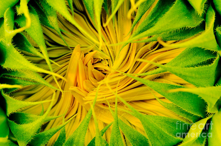 Sunflower Photograph - Ready To Explode by Nick Boren
