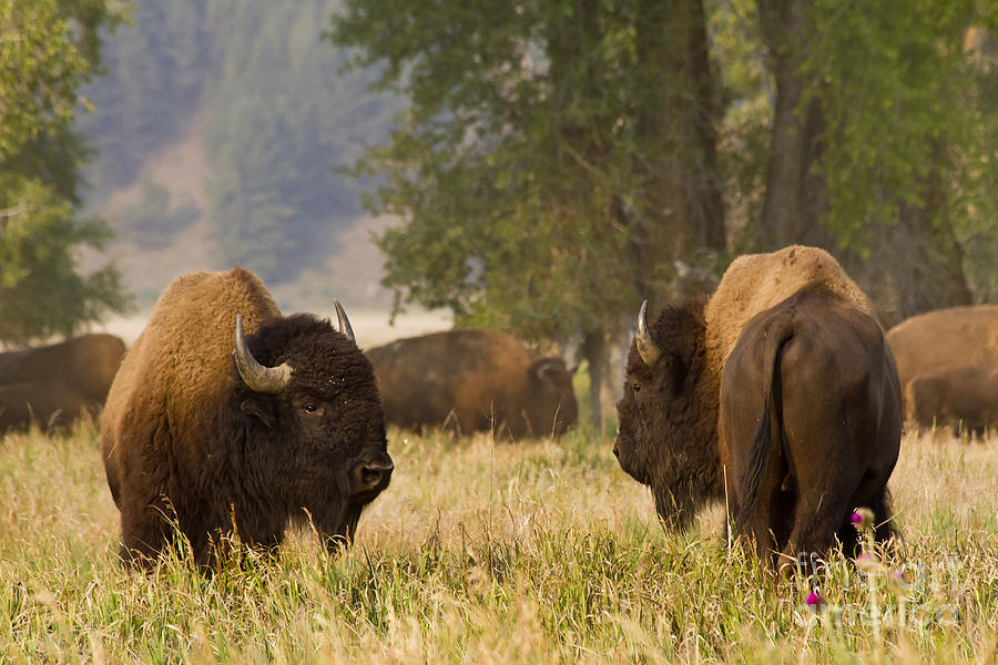 Bison Photograph - Ready to Fight by Teresa Zieba
