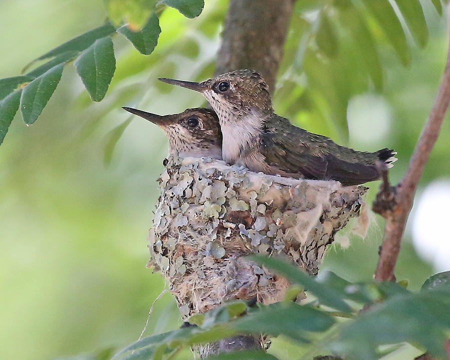 Ready To Fly Photograph By Mike Dickie - Fine Art America