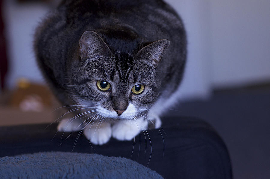 Cat Photograph - Ready To Pounce by Kyle Allen