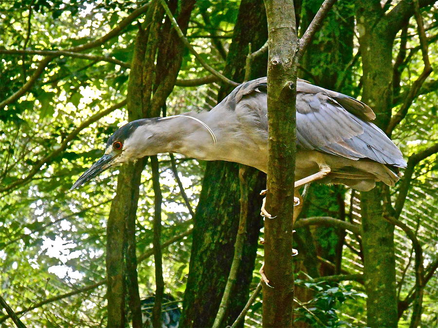 Heron Photograph - Ready to Pounce by Phyllis Dunn