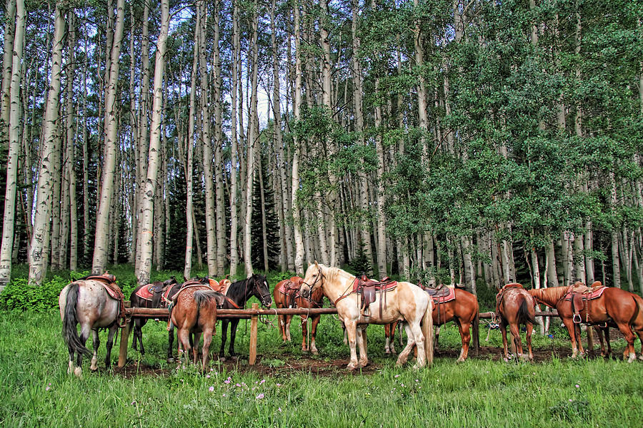 Horse Photograph - Ready To Ride by Gene Praag Horse Photograph - Ready To Ride by Gene Praag