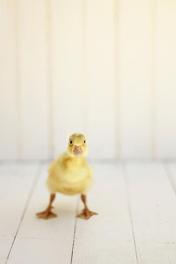 Duck Photograph - Ready to Rumble by Amy Tyler