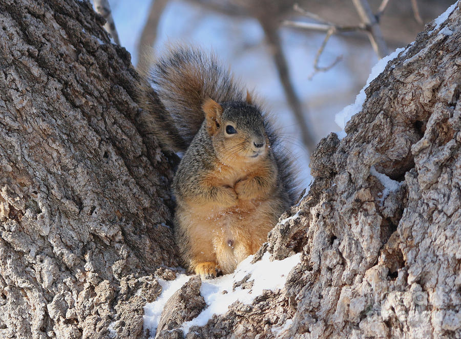 Squirrel Photograph - Ready to rumble by Lori Tordsen