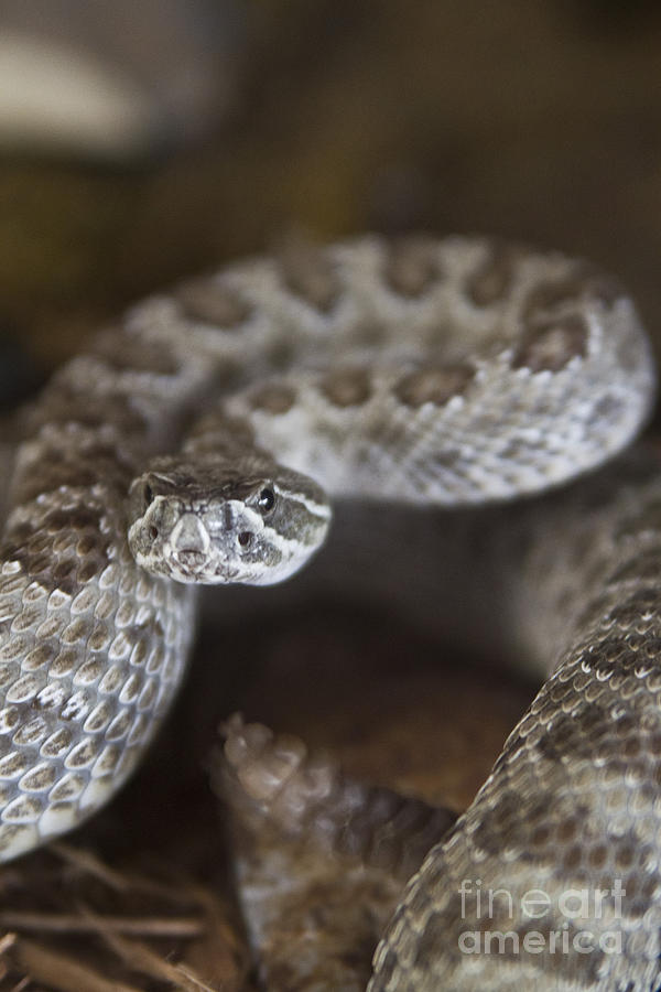A Rattlesnake Thats Ready to Strike Photograph by Steve Triplett