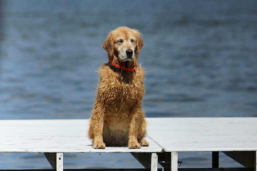 Dog Photograph - Ready To Swim Again by Thomas Fouch