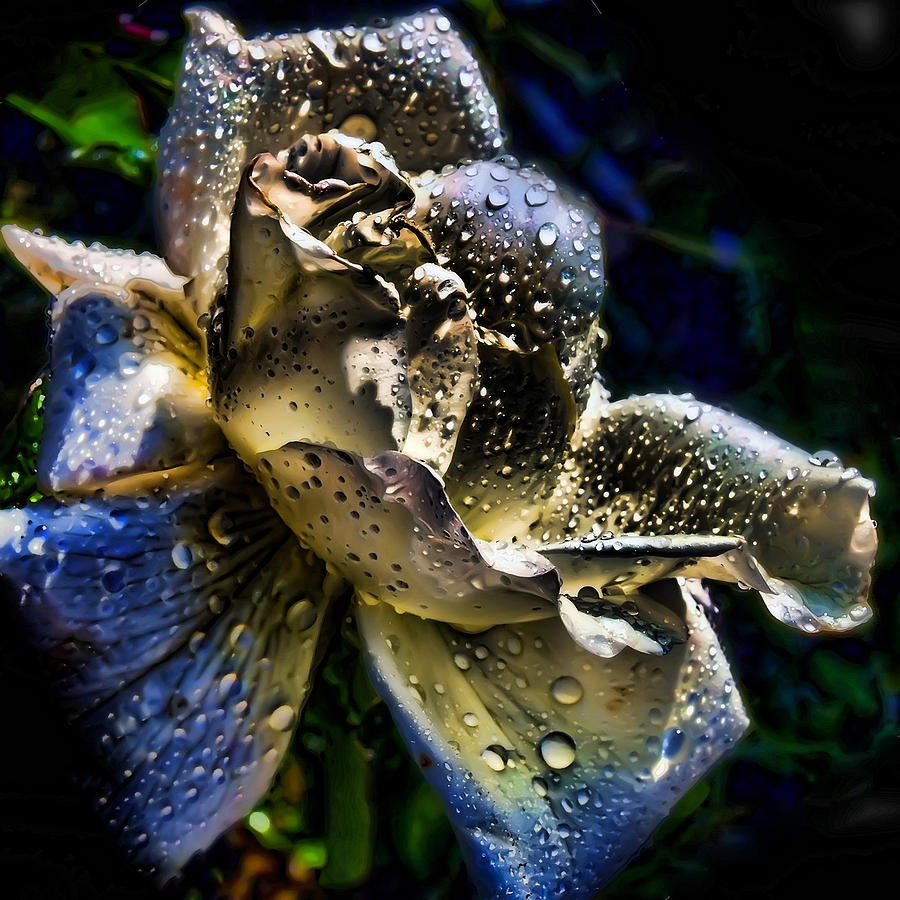 Flower Digital Art - Reagal by Camille Lopez