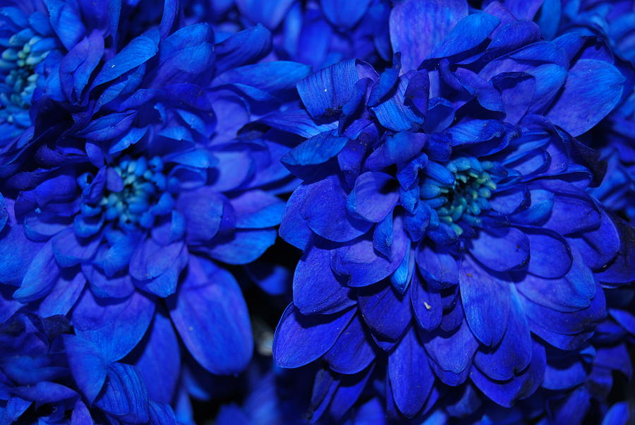Flower Photograph - Real Blue Flowers by Riad Art