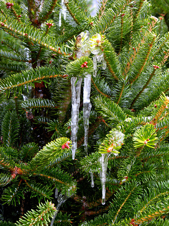 Real Christmas Icicles Photograph by Rich Franco