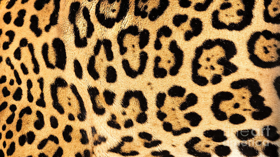 Nature Photograph - Real Jaguar Skin by Sarah Cheriton-Jones