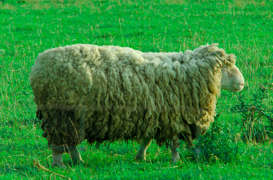 Real Sheep Photograph by Vlad Dudar - Fine Art America