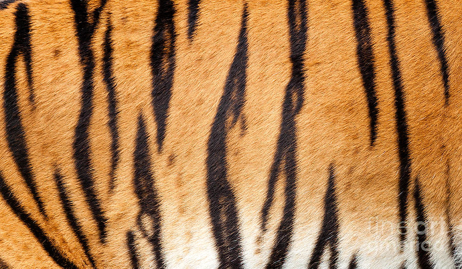 Tiger Skin Background | My XXX Hot Girl