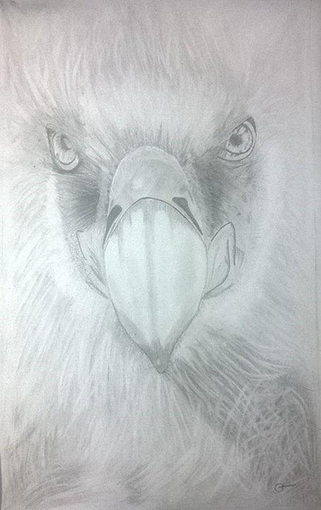 Tip on drawing birds? : r/learnart