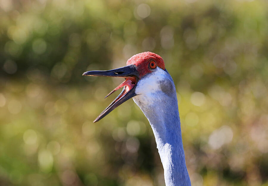 Crane Photograph - Really ?  by Donna Kennedy