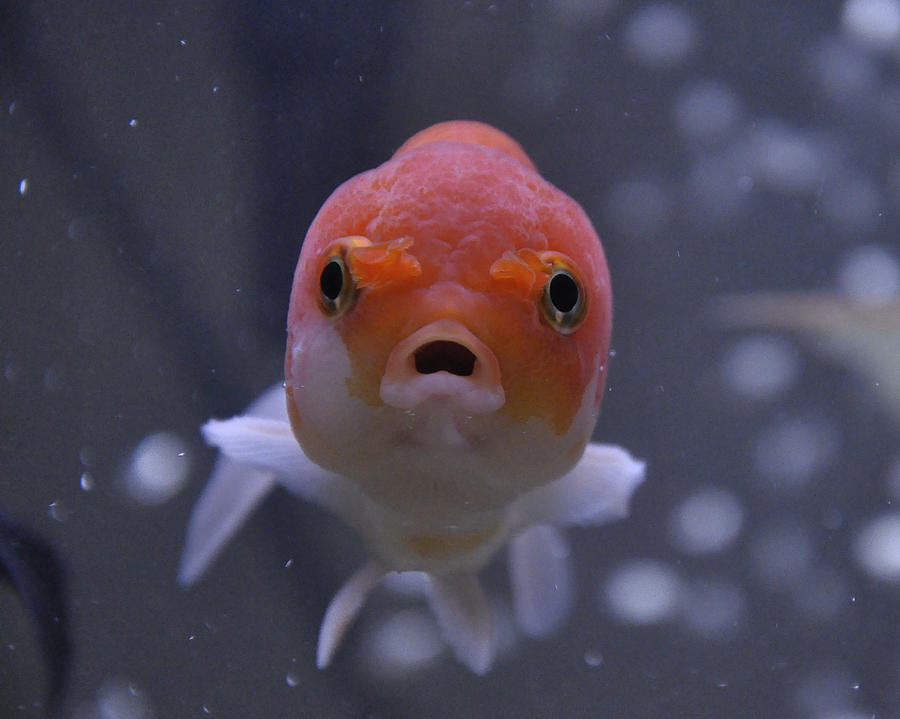 Goldfish Photograph - Really? by Cherie Haines