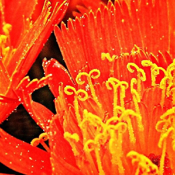 Jj Photograph - Really Close Up Of An Orange Hawkweed by Sarah Watson