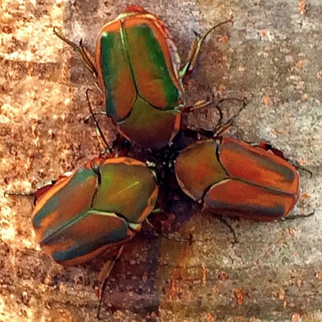Really Cool Beetles We Saw On A Tree Photograph by Sheilah Behrens