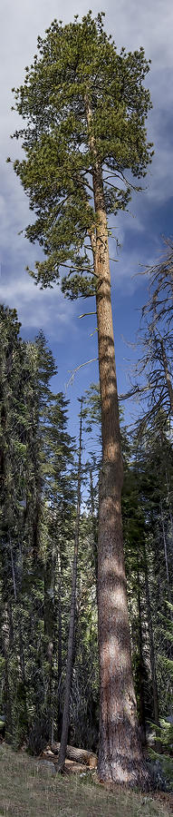 Really Tall Tree  Digital Art by Photographic Art by Russel Ray Photos
