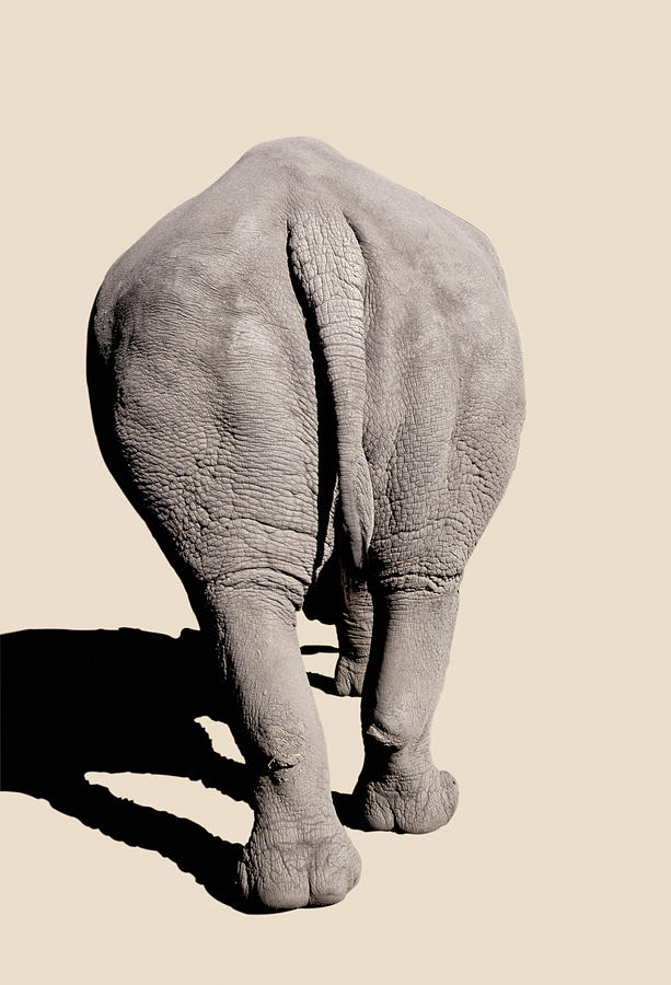 Rear Of A Rhinoceros Photograph by Thomas Kitchin & Victoria Hurst / Design Pics