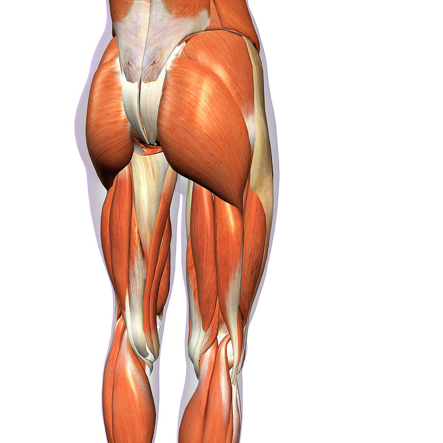 Hip Photograph - Rear View Of Female Hip And Leg Muscles by Hank Grebe