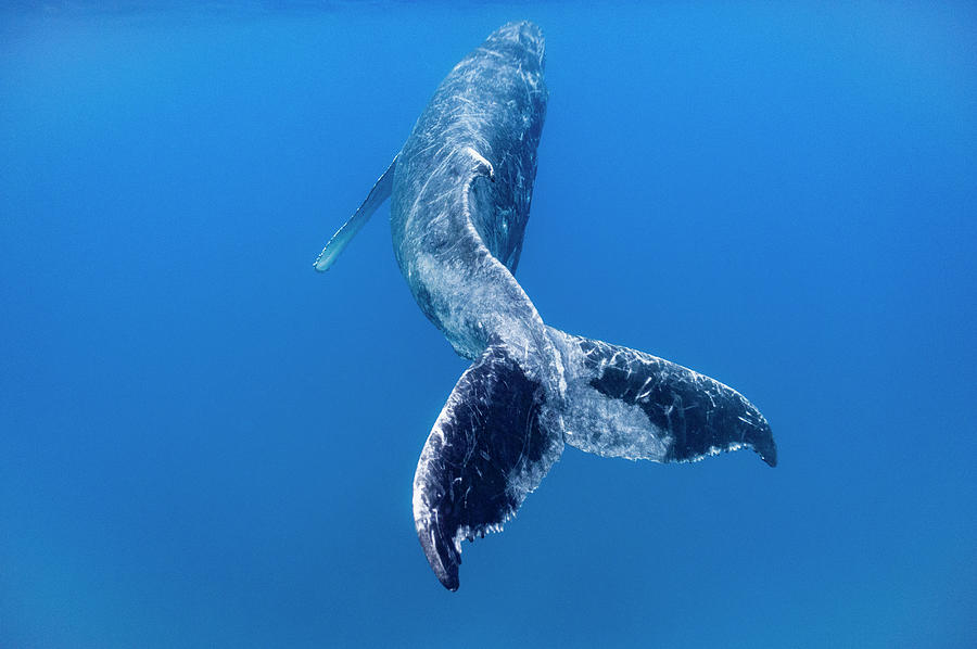 Rear View Of Humpback Whale Swimming Photograph By Ted Wood