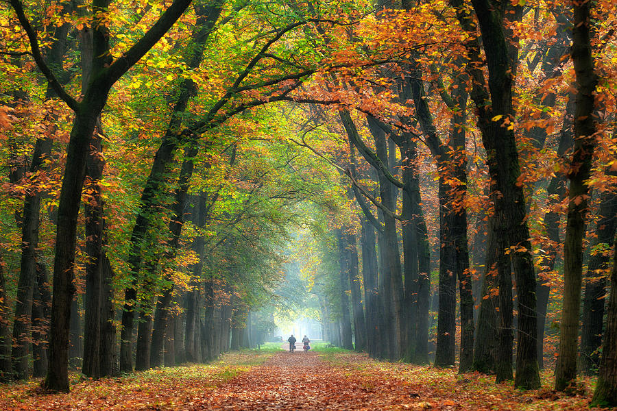 Rear view on Senior couple cycling on treelined path through majestic autumn leaf colors of beech trees Photograph by RelaxFoto.de
