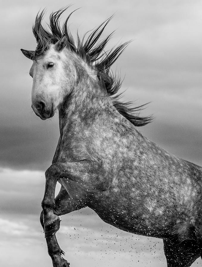 Horse Photograph - Rearing Stallion II by Tim Booth