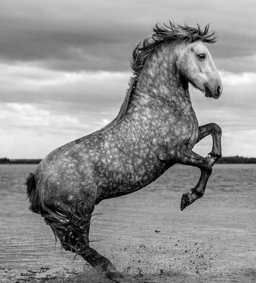 Horse Photograph - Rearing Stallion IV by Tim Booth