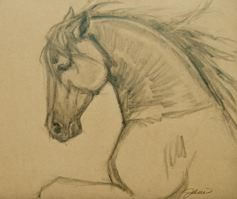 Rearing Stallion Drawing by Jani Freimann