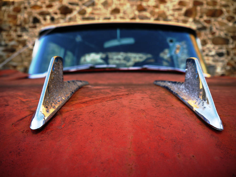 Rebel Fins Photograph by Richard Reeve Rebel Fins Photograph by Richard Reeve
