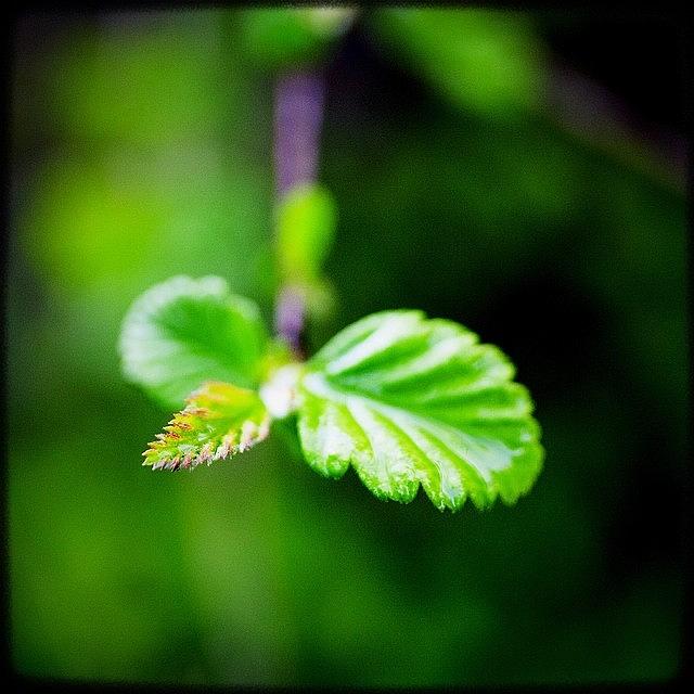 Igers Photograph - Rebirth Is Easy For Plants. #instagood by Kevin Smith