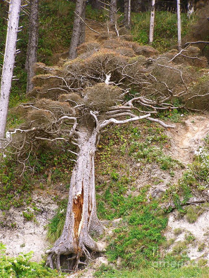 Nature Photograph - Rebirth on the Coast by LeLa Becker