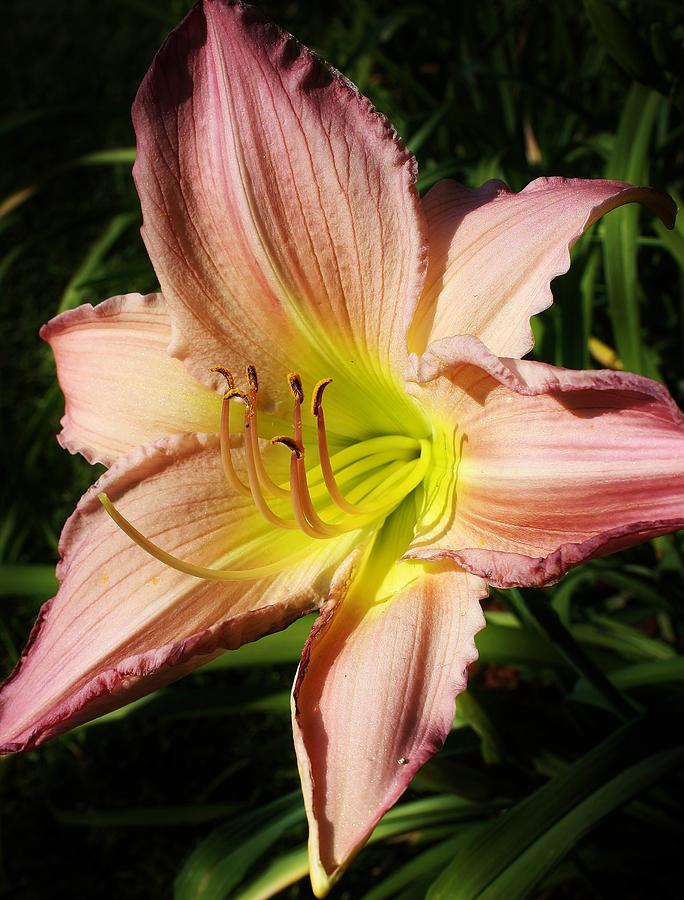 Reblooming Lily Photograph by Bruce Bley