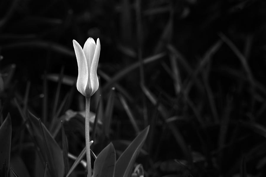 White Photograph - Reborn by Scott Norris