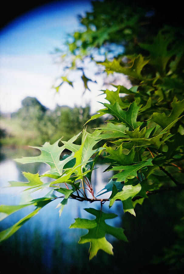 Recesky - Summer Oak Leaves Photograph by Richard Reeve