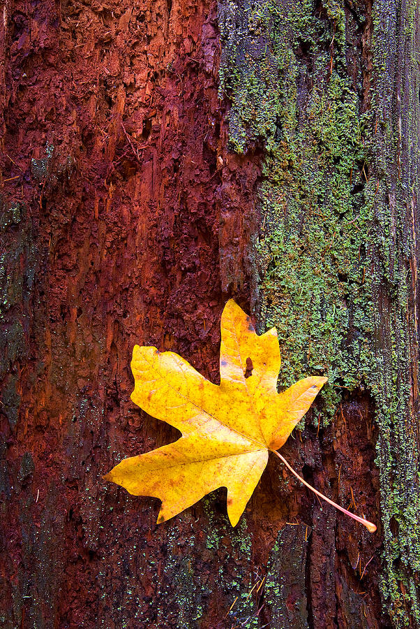 Fall Photograph - Reclamation by Michael Dawson
