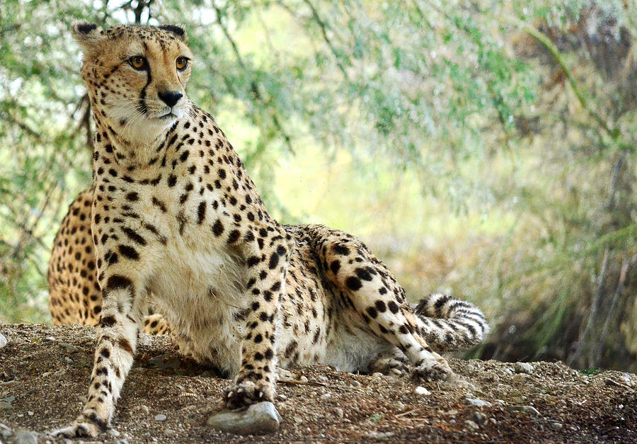 Cheetah Photograph - Recline by Fraida Gutovich