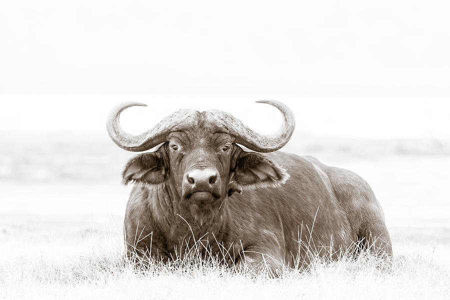 Black And White Photograph - Reclining Buffalo With Oxpecker by Mike Gaudaur