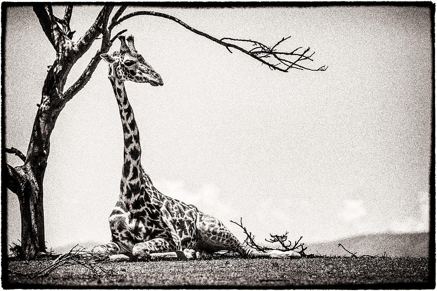Reclining Giraffe Sepia Photograph by Mike Gaudaur