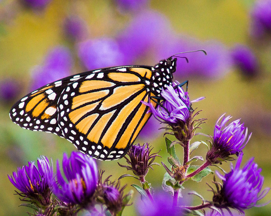 Reclining Monarch Photograph by Bill Pevlor | Fine Art America